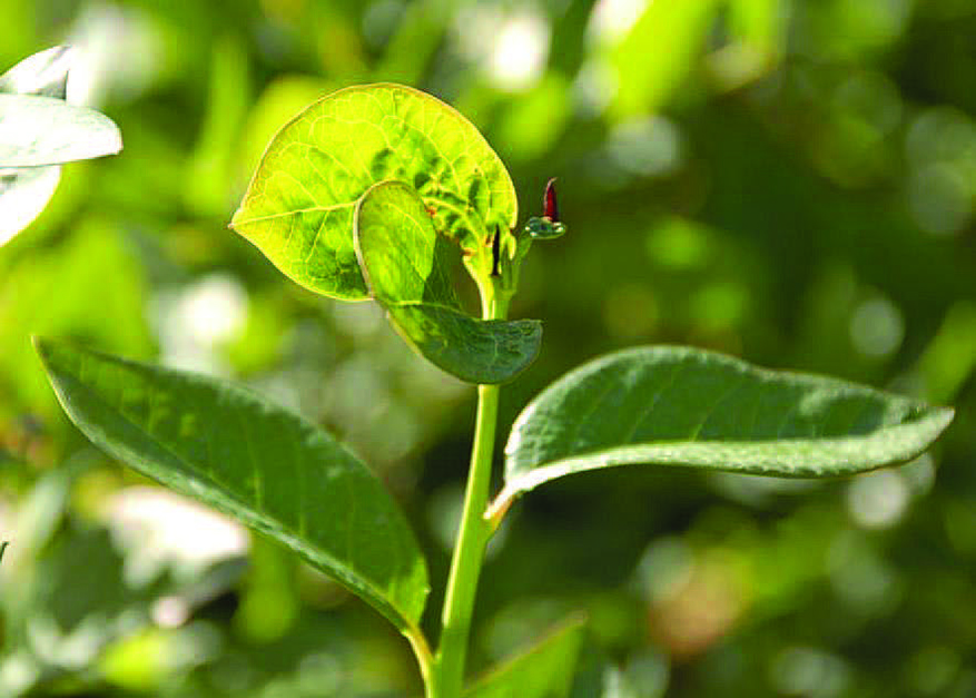 Aqu&iacute; se muestra una hoja deformada como resultado de la alimentaci&oacute;n de la larva de la mosquita de la agalla del ar&aacute;ndano durante su periodo de desarrollo.
